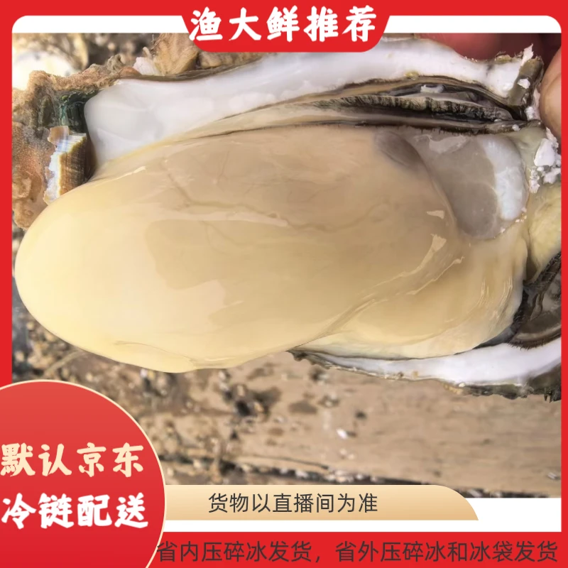 蚝乡程村白玉脆蚝特大生蚝10-16个一斤