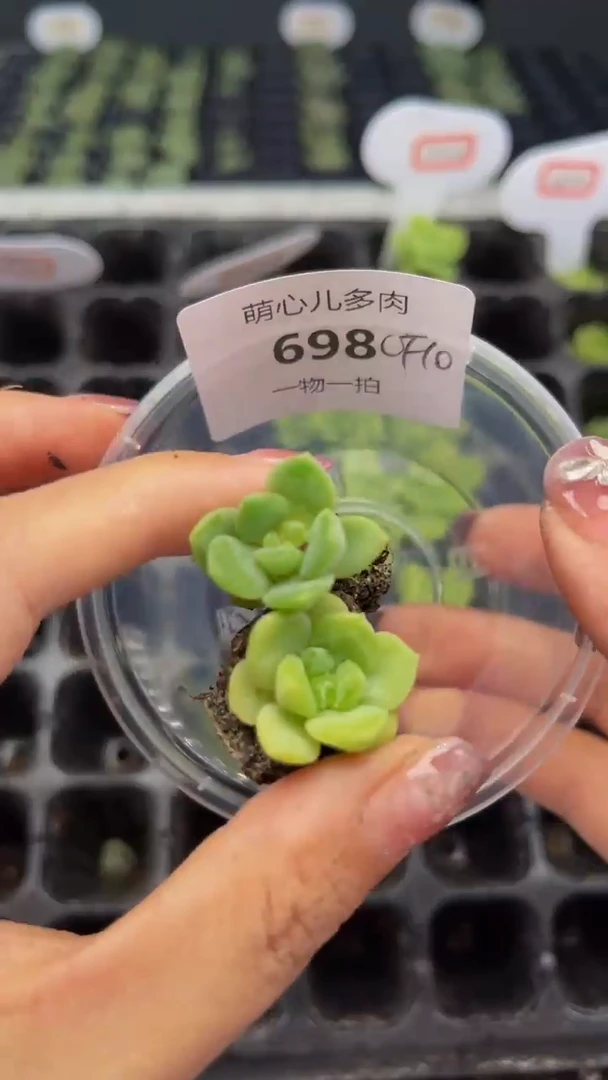 698多肉植物多肉植物