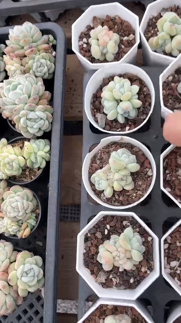 【闪购商品】60盆冰玉六头多肉