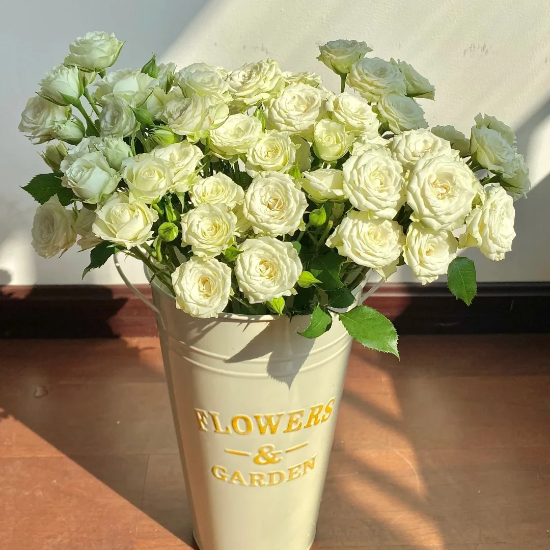 【繁星】多头玫瑰花云南基地直发  一单普快包邮两单升级顺丰