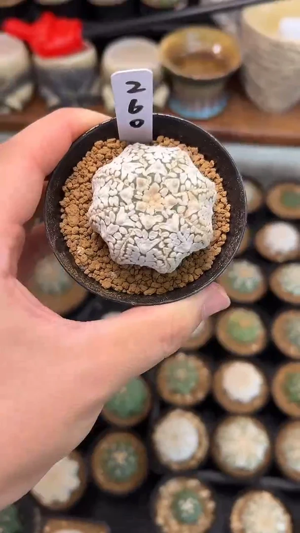 E****博实生根星兜编码260