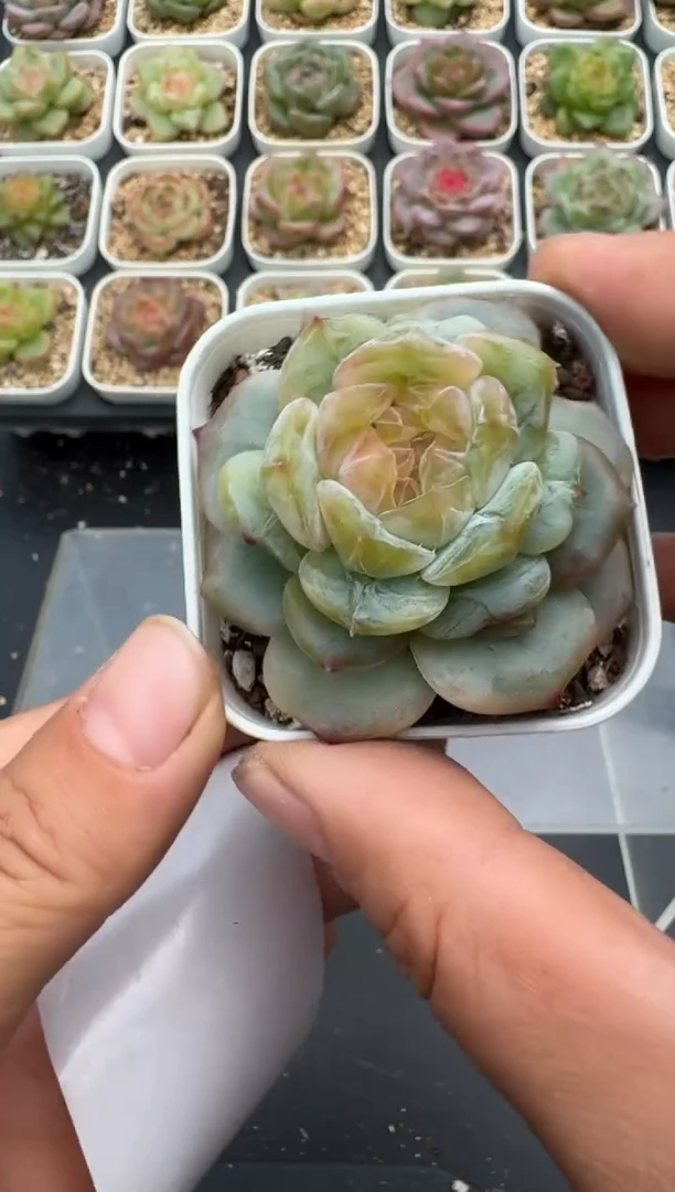 494E云禹多肉植物 带盆土纸巾打包 3颗包邮