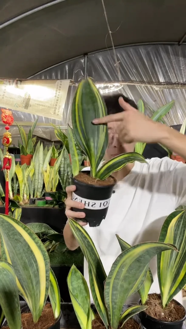 黄金宝镜带盆土带仔18.8