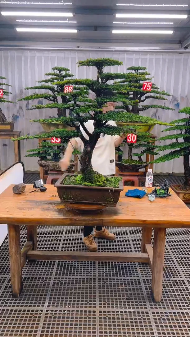 无花朵文*精品盆景直播间一物一拍