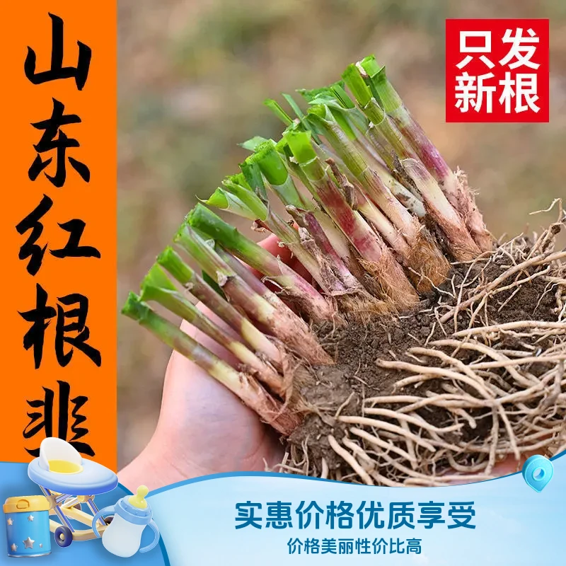 韭菜根苗新鲜当季现挖现发种根种籽孑宽叶紫根阳台四季种蔬菜盆栽