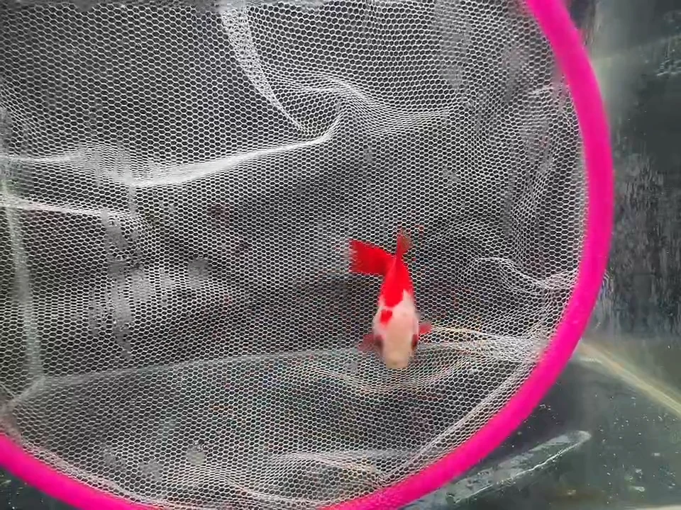 金鱼短尾草金专用链接128