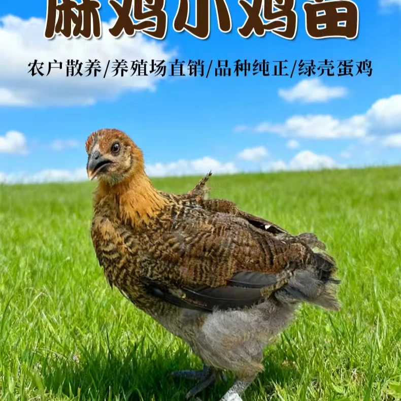 崇仁麻鸡农家散养走地鸡土鸡宠物鸡半斤左右顺丰发货包邮