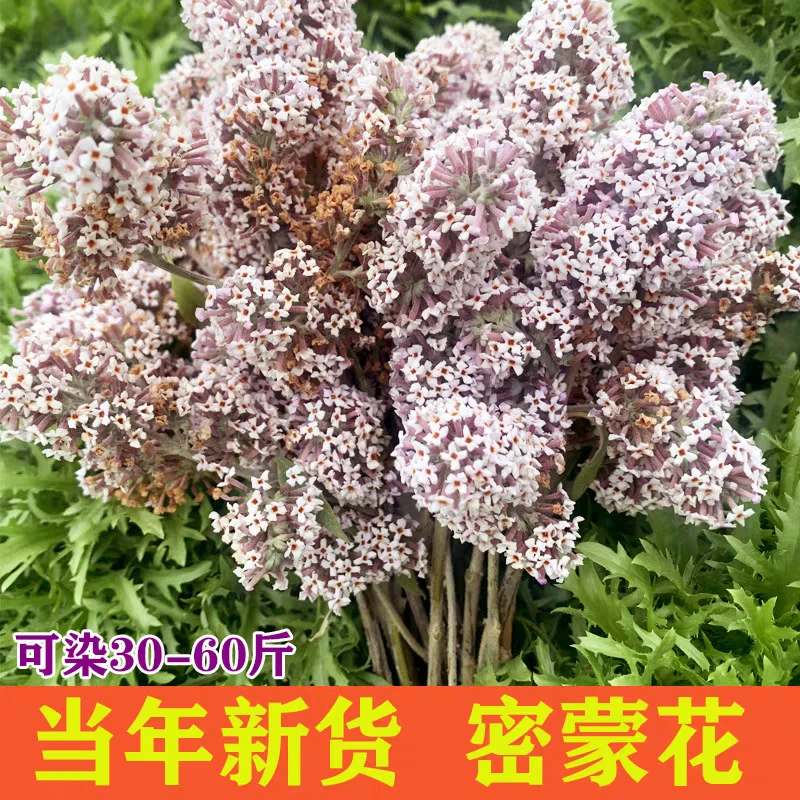 2024黄饭花野生密蒙花新鲜花迈花麦五色糯米饭染料染饭花50g包邮