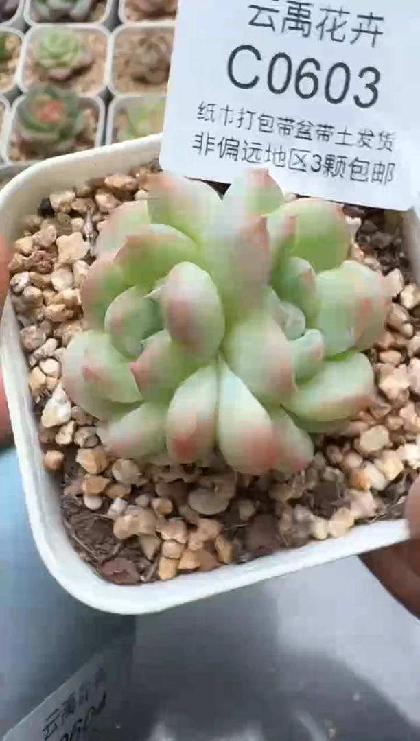 603C云禹多肉植物 带盆土纸巾打包 3颗包邮