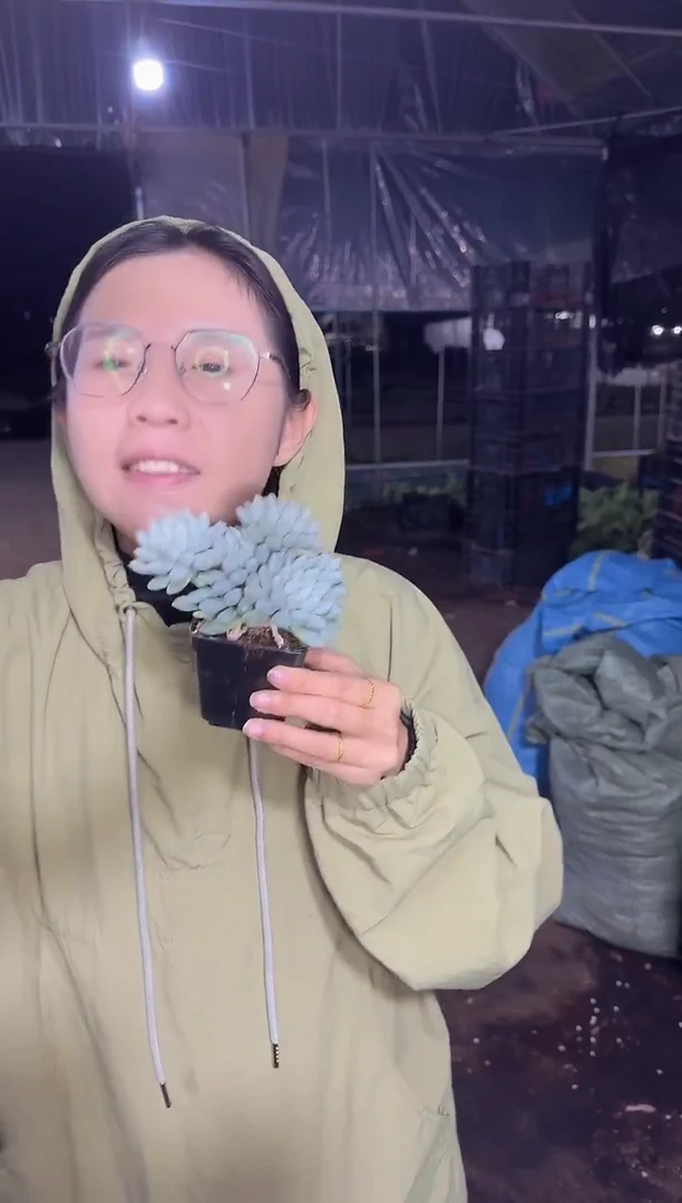 奶糖群  5