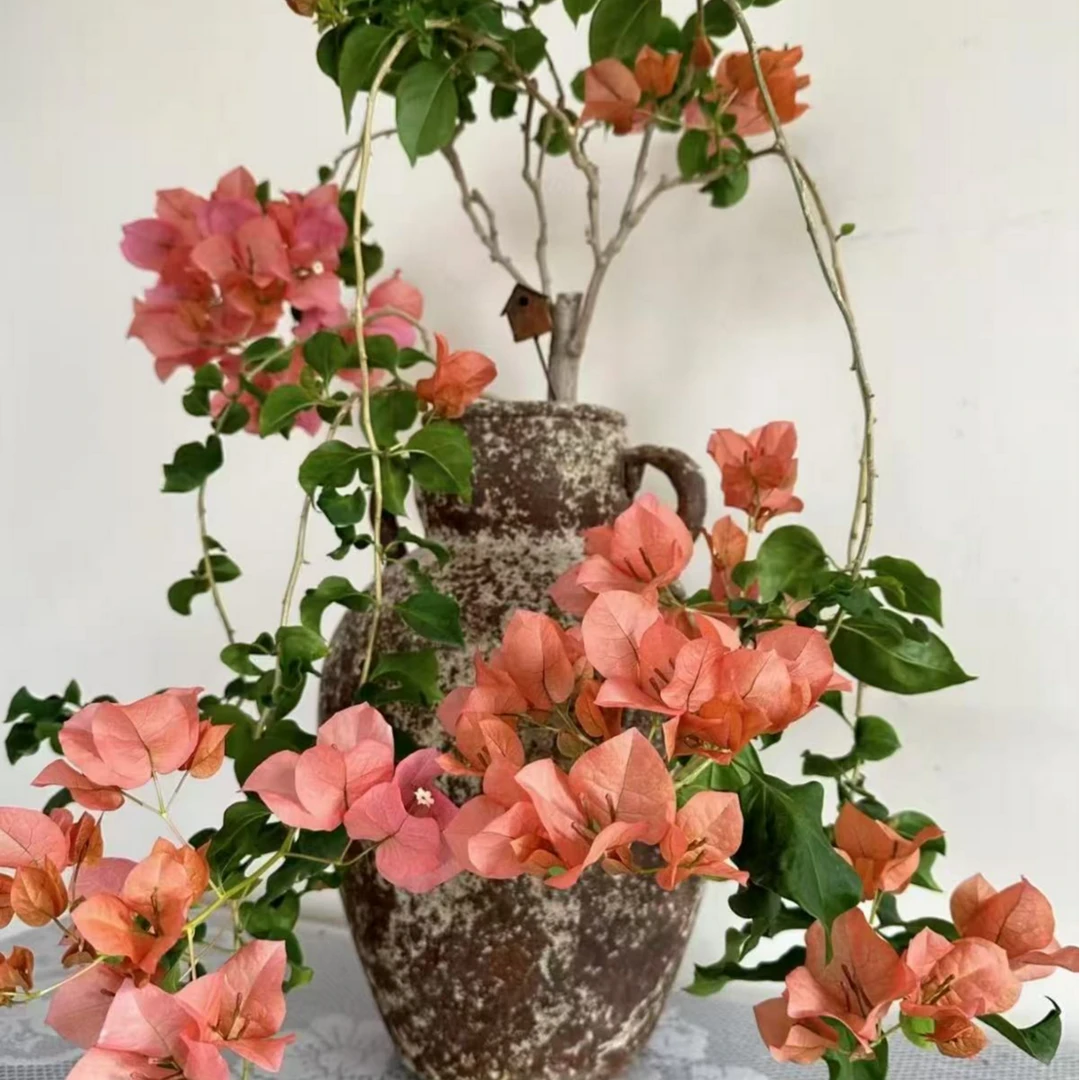 【暗斑夕阳红】品种袋苗三角梅四季勤花爬藤植物（无售后）