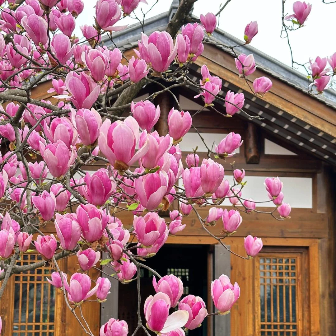 精选紫玉兰树苗庭院彩色植物玉兰花卉盆栽玉兰 耐寒绿化风景树