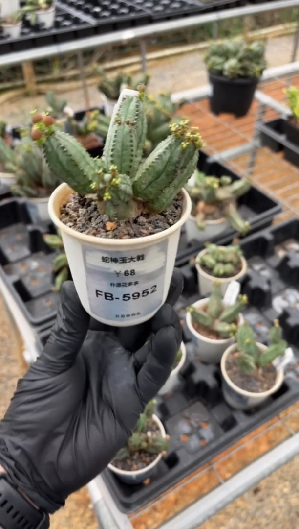 蛇神玉大戟FB-5952