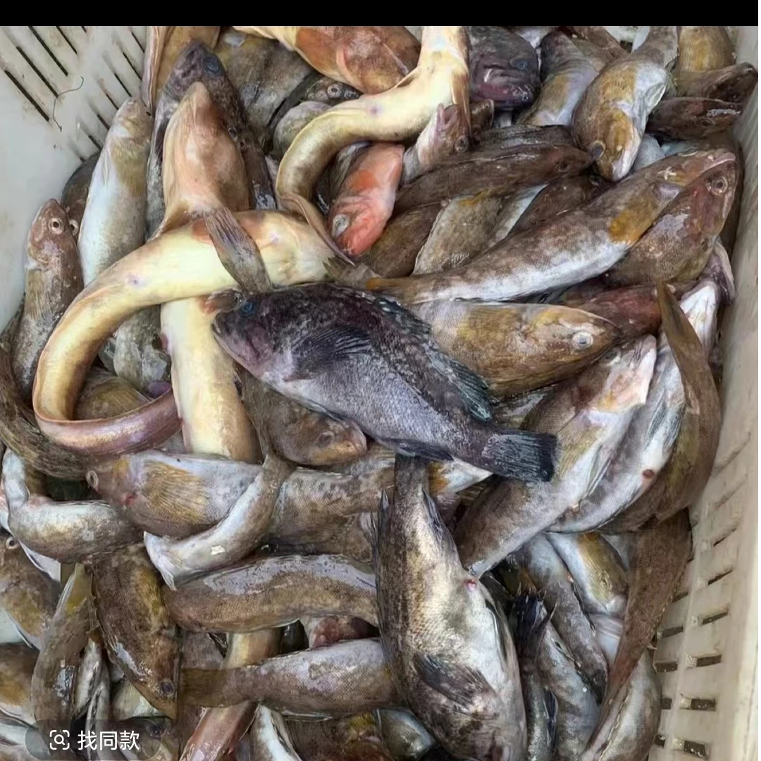 大连发货  杂拌鱼（顺丰包邮）残杂拌不负责任何售后