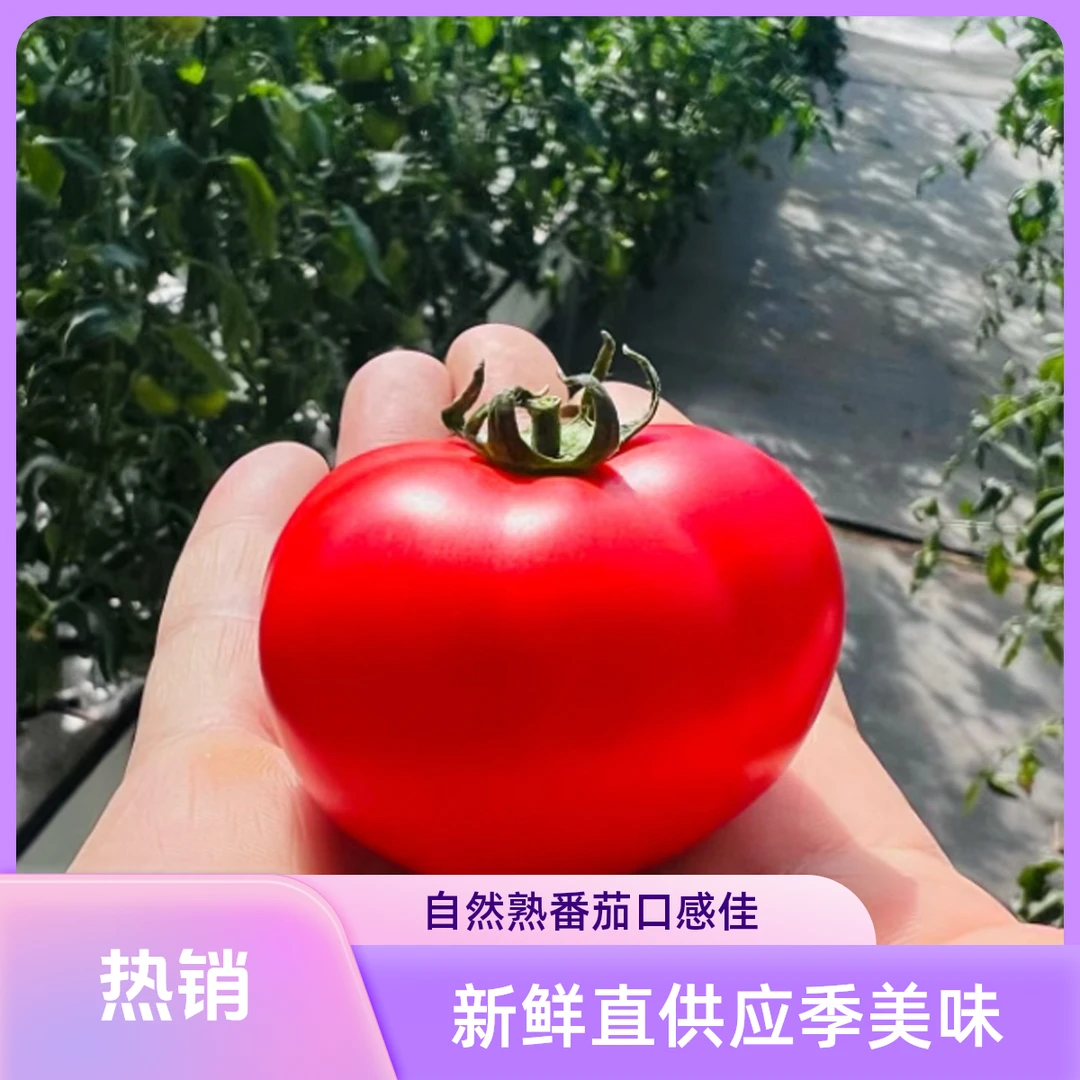 【耘蕃番】高甜番茄 超好吃 约3斤 超越小时候的味道 7成熟脆果