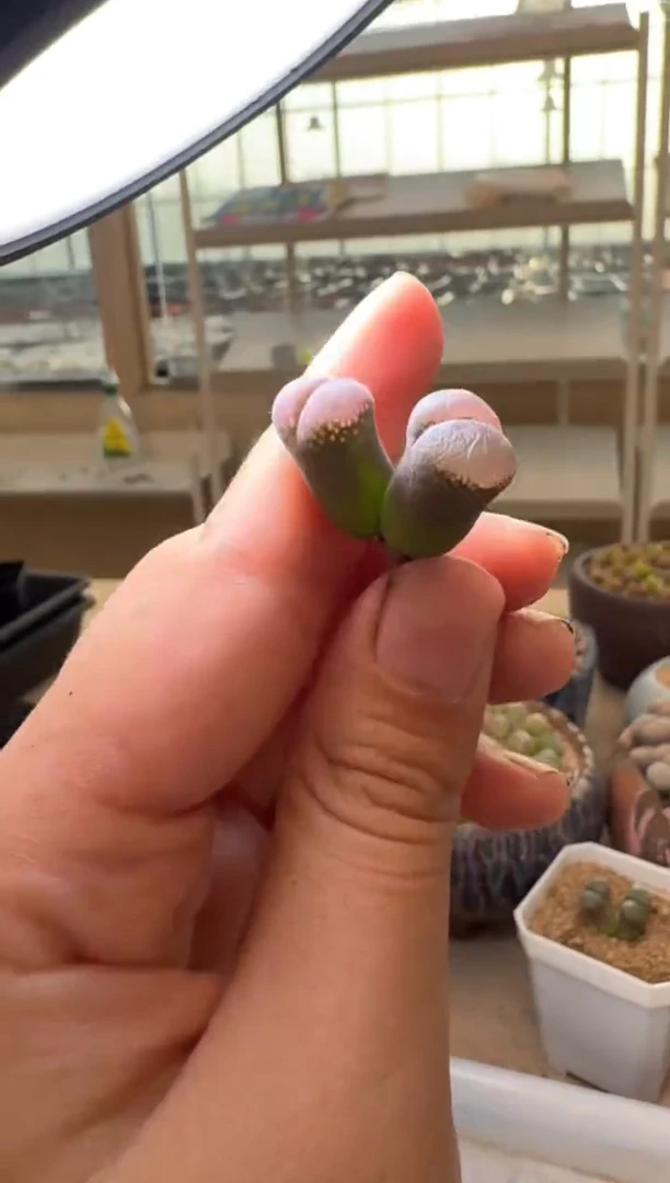 A****910-336多肉植物肉锥紫霞