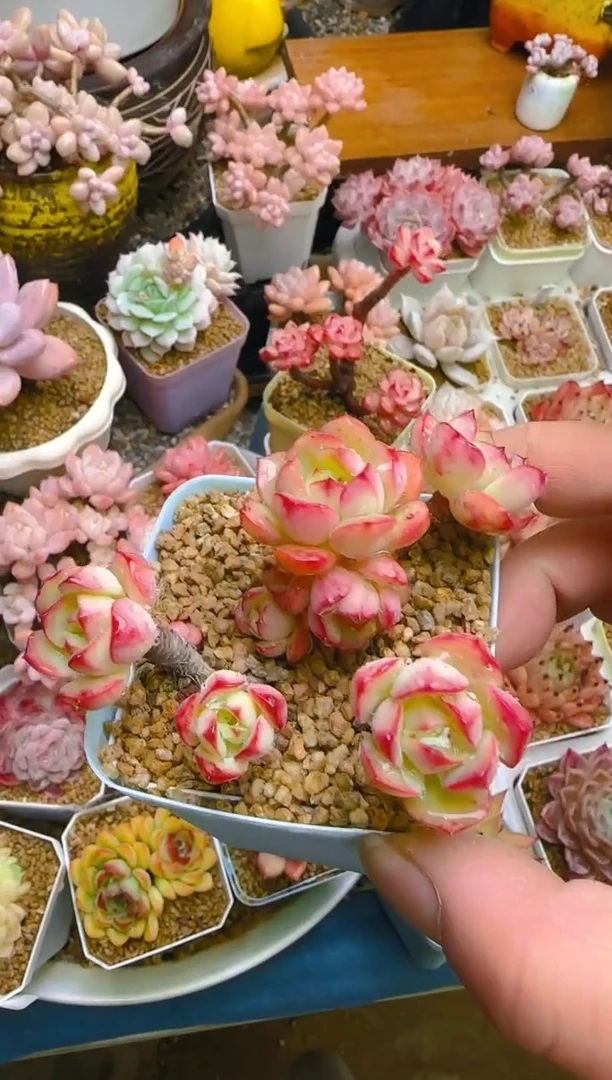 【闪购商品】春—115—仙农（红化妆）