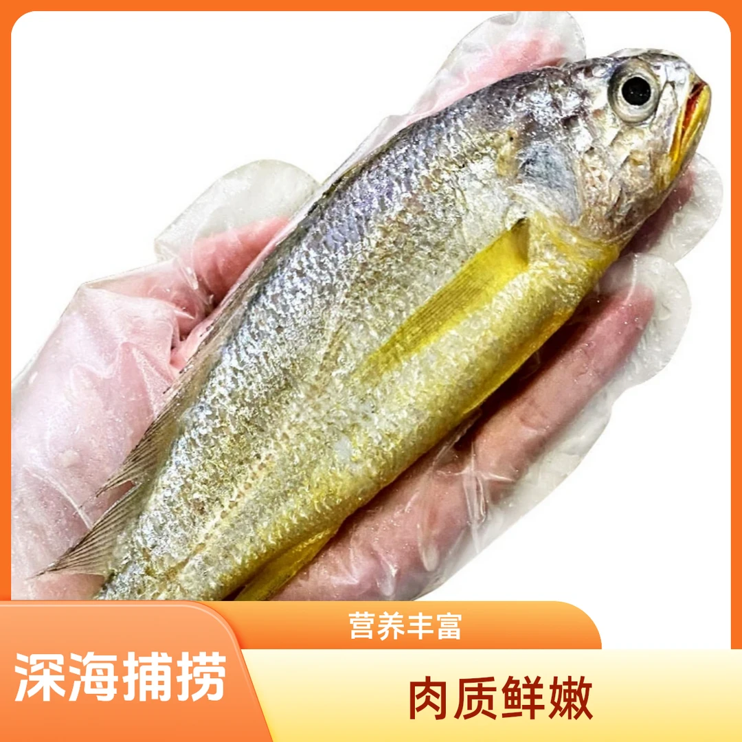东海野生小黄鱼 左右净重3斤顺丰冷链发货黄花鱼海鲜