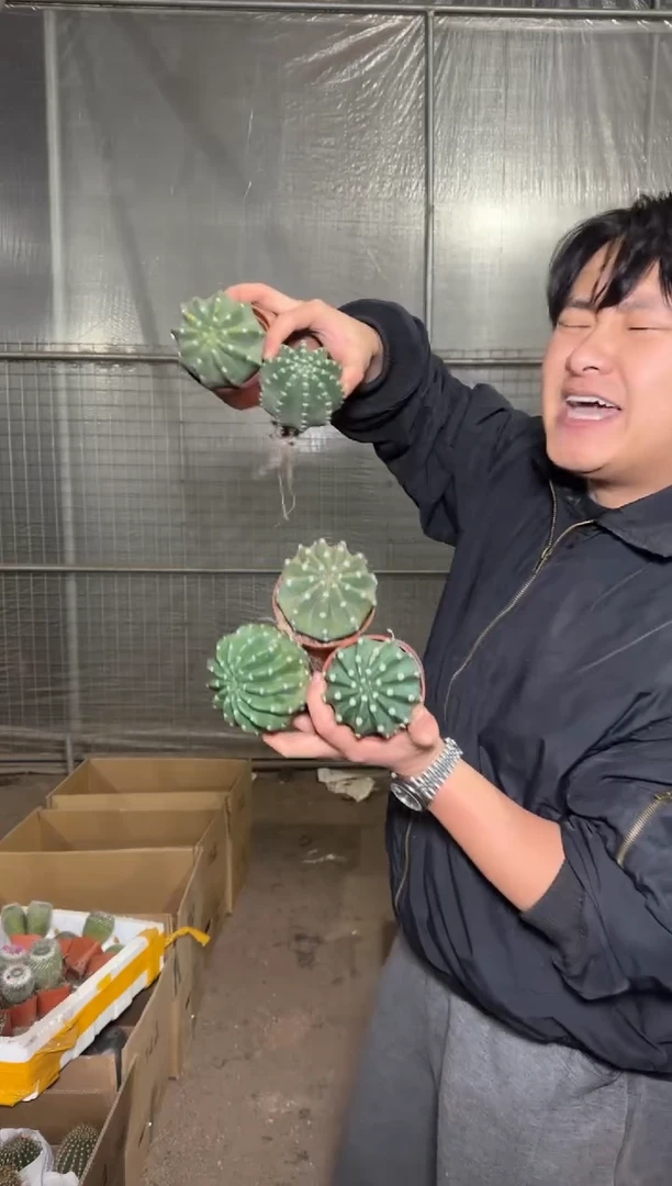 5颗 实生根 短毛丸 4-6cm