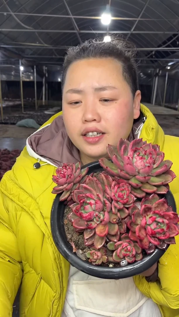 【闪购商品】57-夏洛克花园18CM12.8