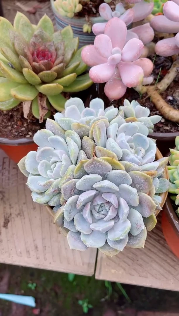 守*26198多肉植物一物一拍