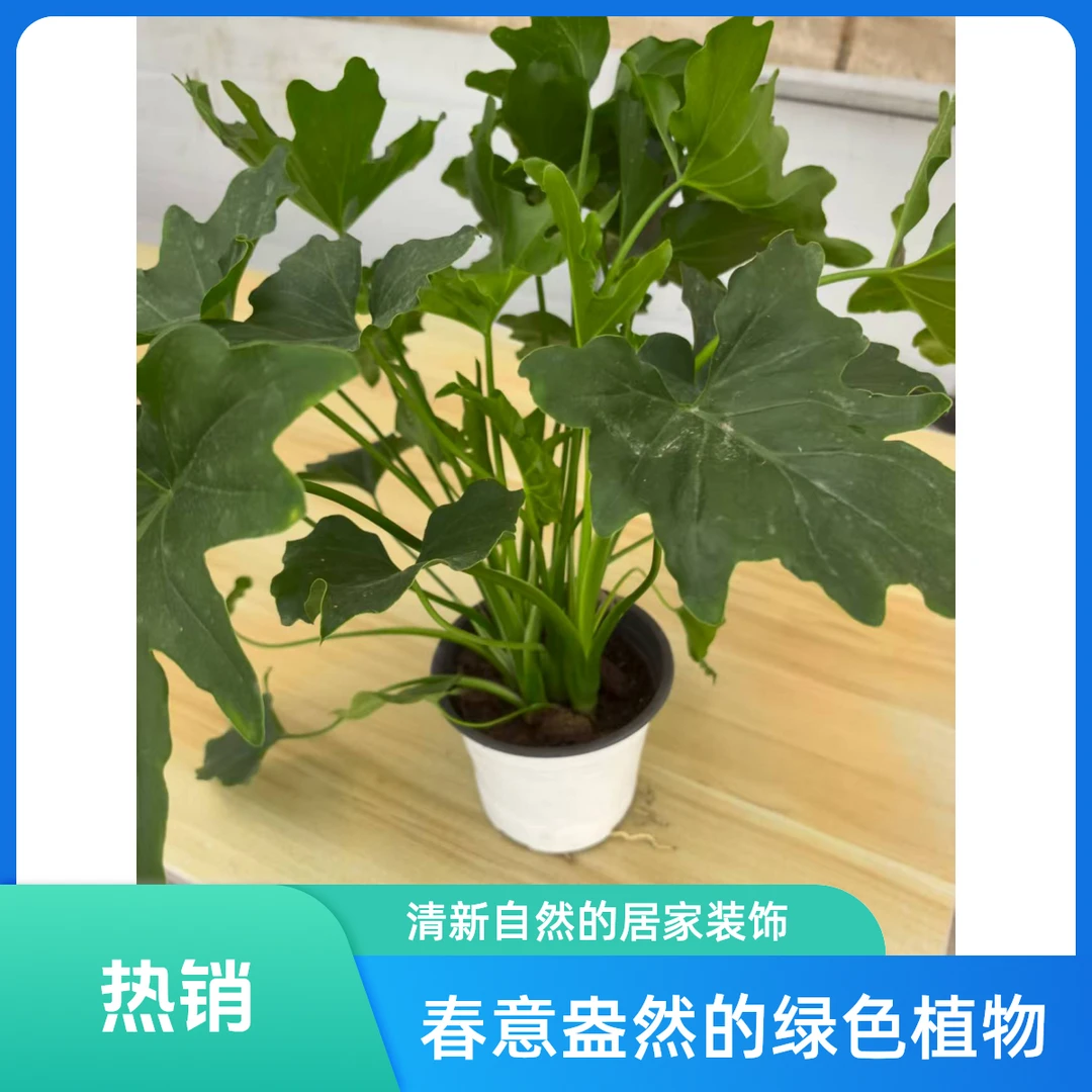 春羽植物盆栽室内四季常青好养活可净化空气的绿植