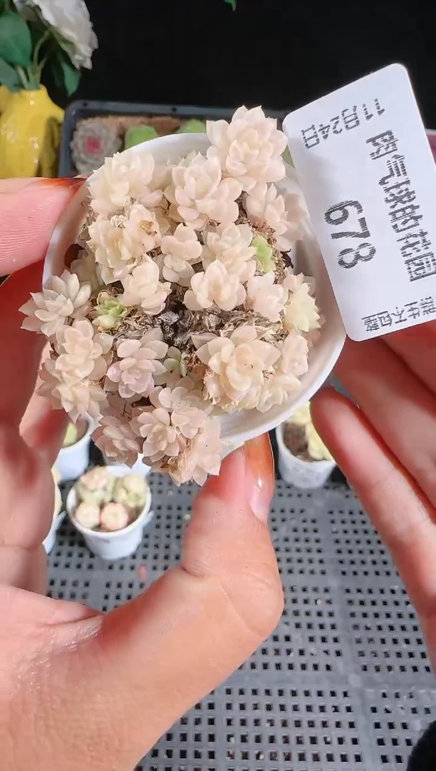 1124-678群生不包整