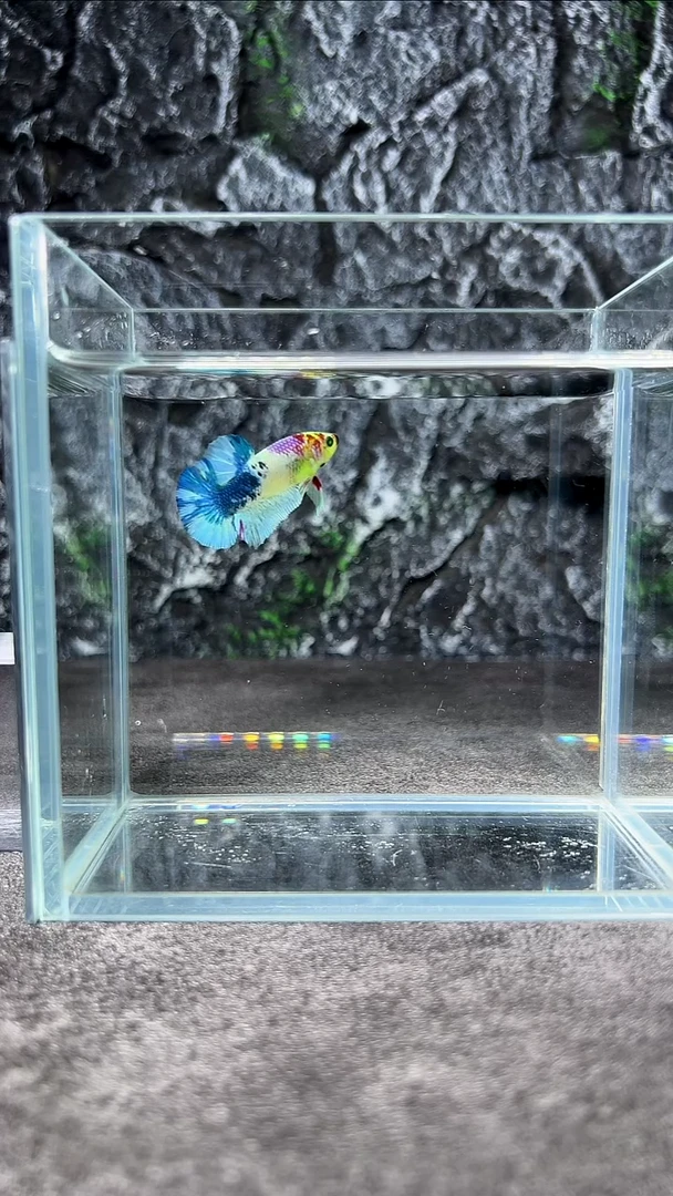 斗鱼竞拍链接A094