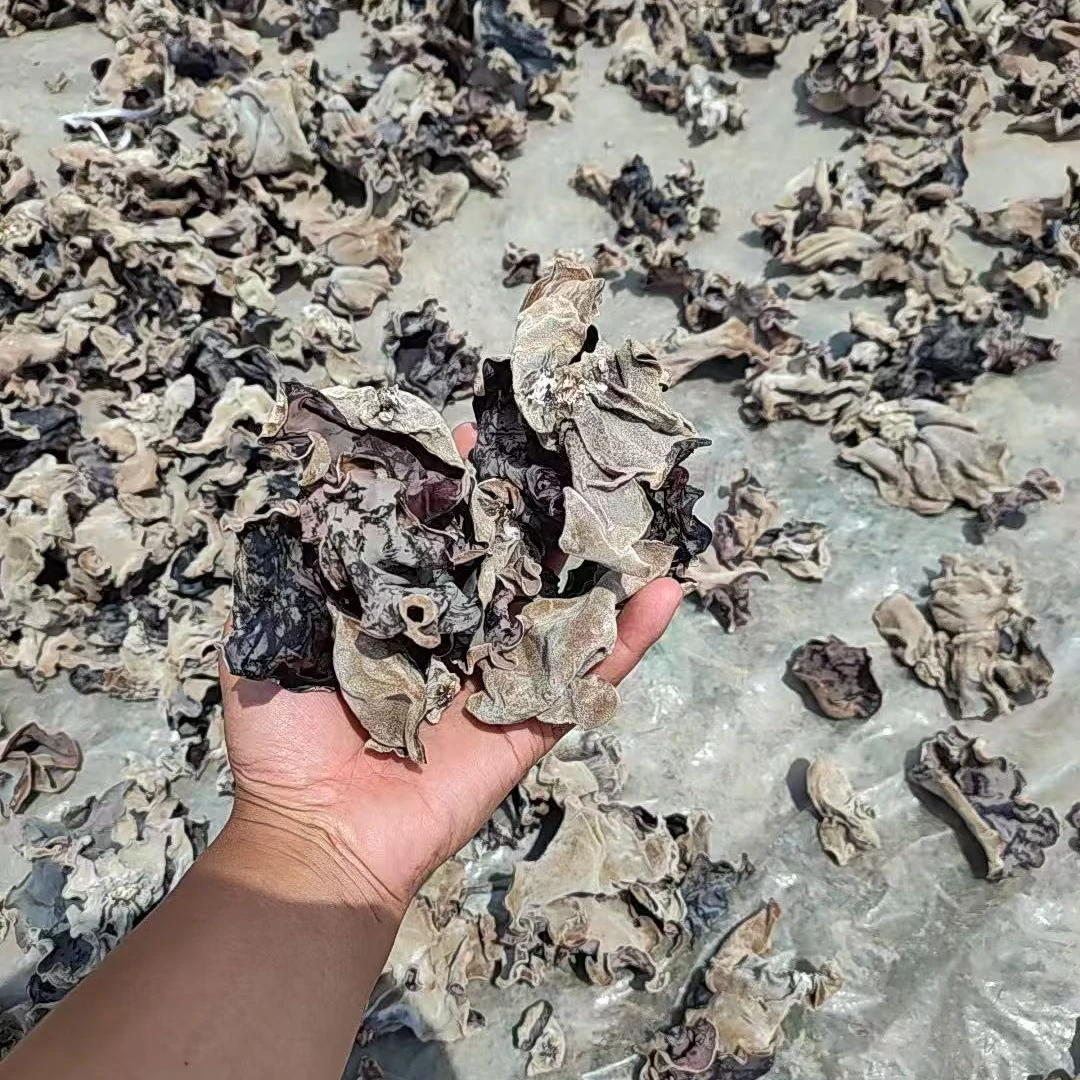 2025年新鲜白背毛木耳脆嫩爽口农家自种自然凉晒干货木耳