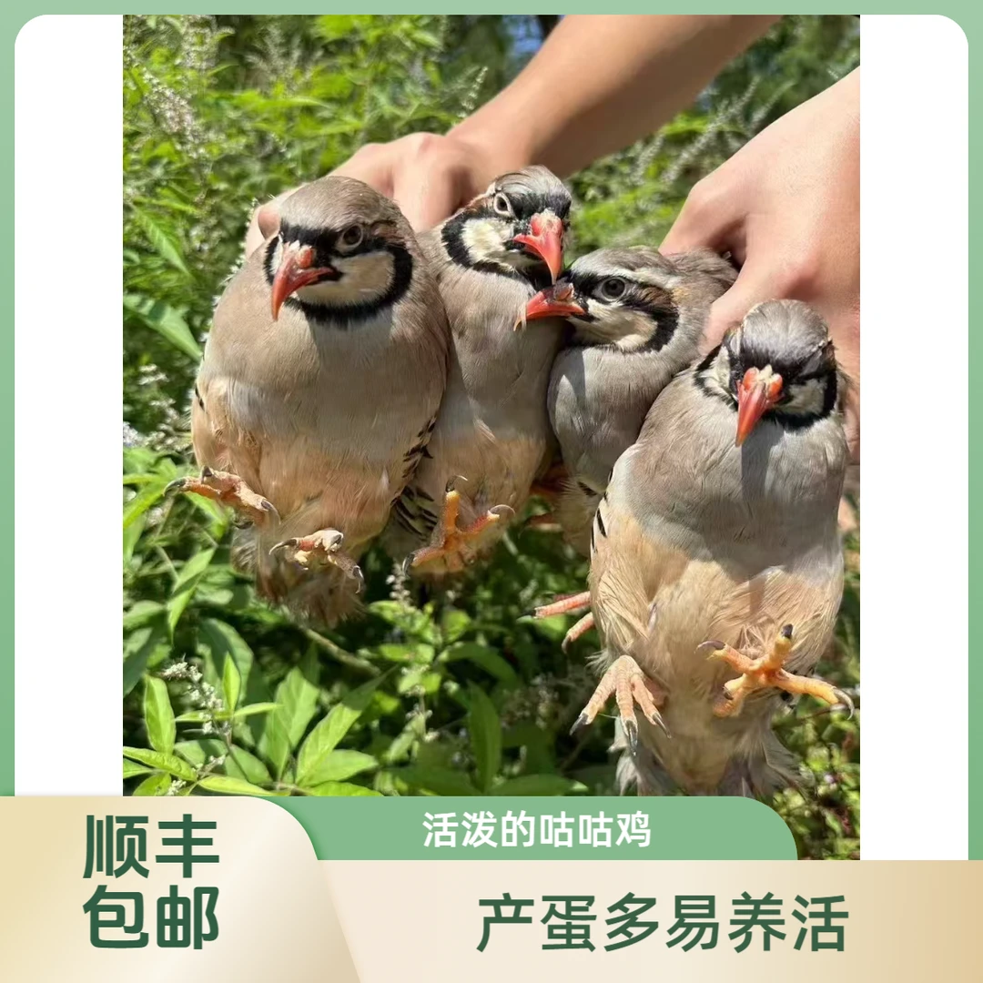 发活的顺丰包邮包活 产蛋多易养活 飞龙 石鸡 呱呱鸡 咕咕鸡