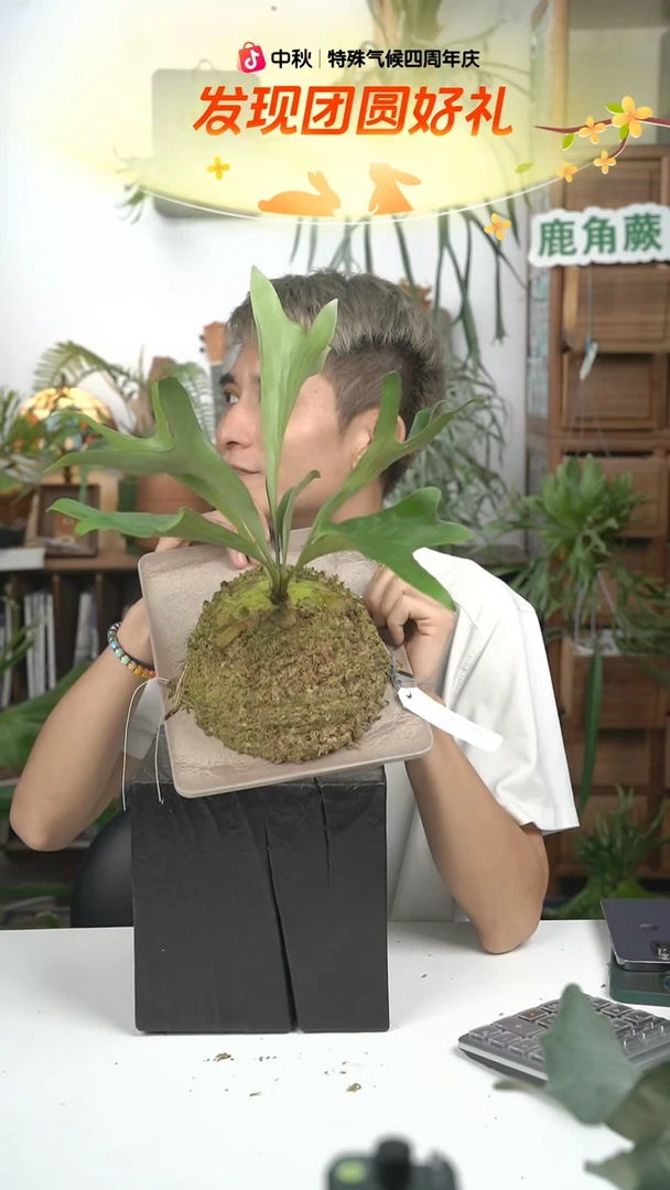 不开花植物A647-泡泡龙