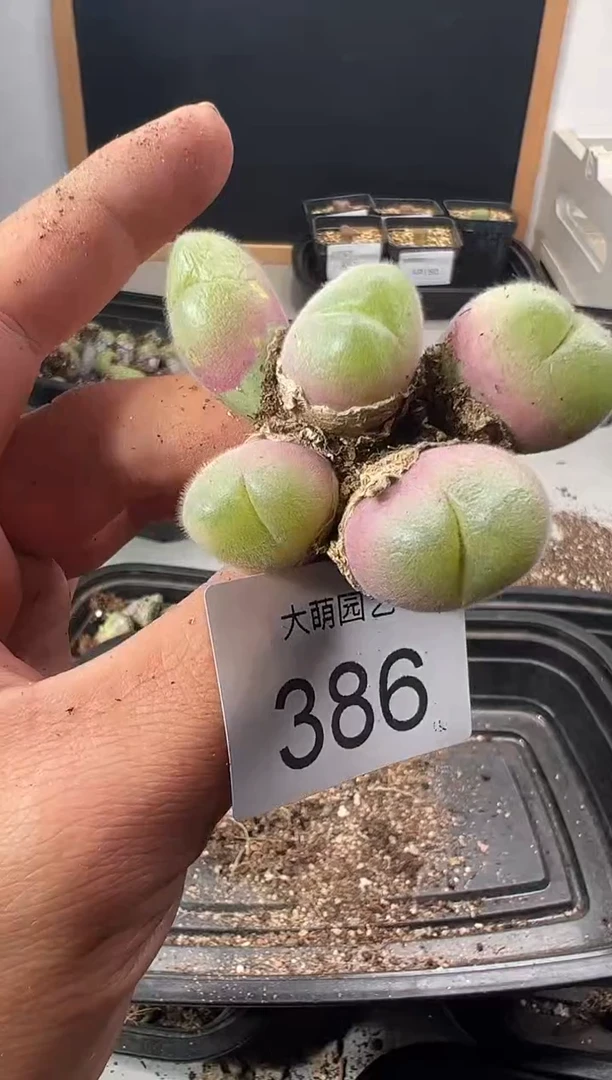 一物一拍            386