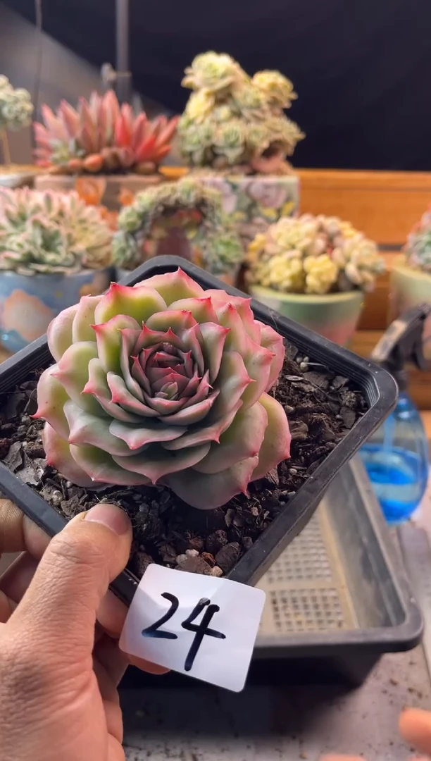 24水晶玫瑰111111111