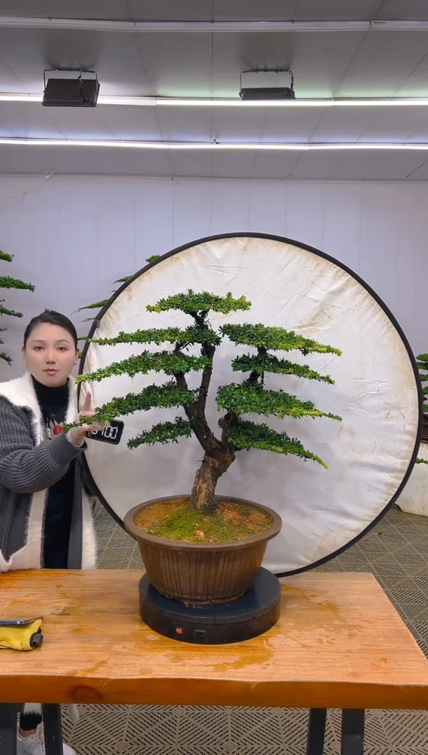 无花朵一物一拍一物一拍