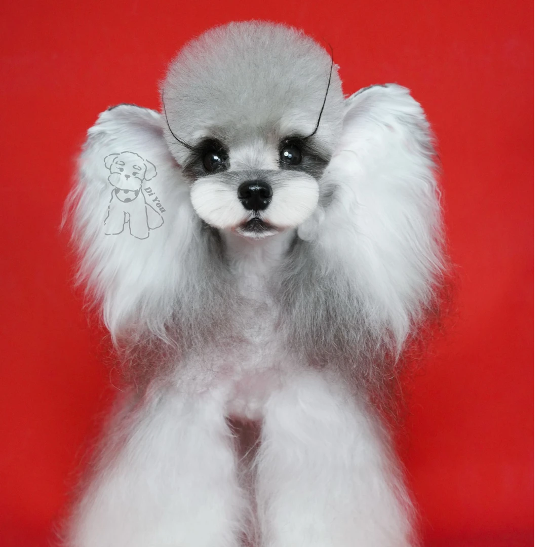 【迪柚家】雪纳瑞宠物活体链接小型犬可爱伴侣一物一拍