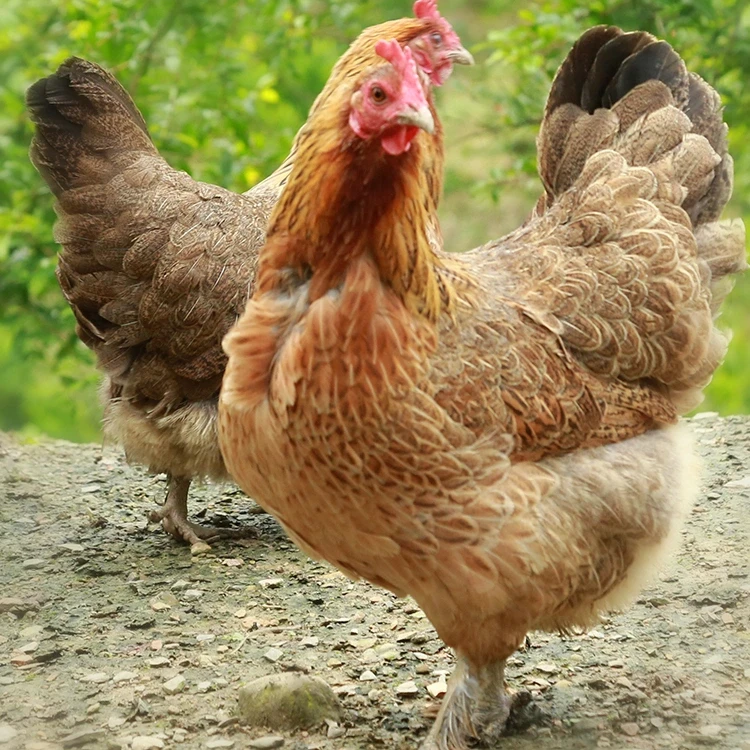 云南生态散养黄油土母鸡鲜嫩可口适合煲汤滋补佳品