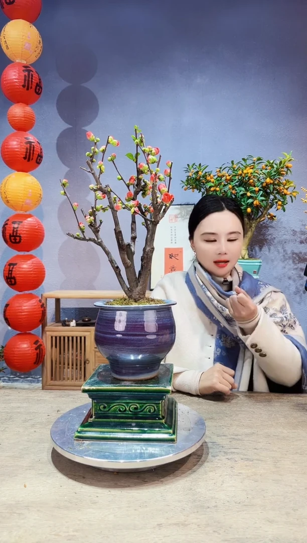 【闪购商品】盆景海棠 长寿冠