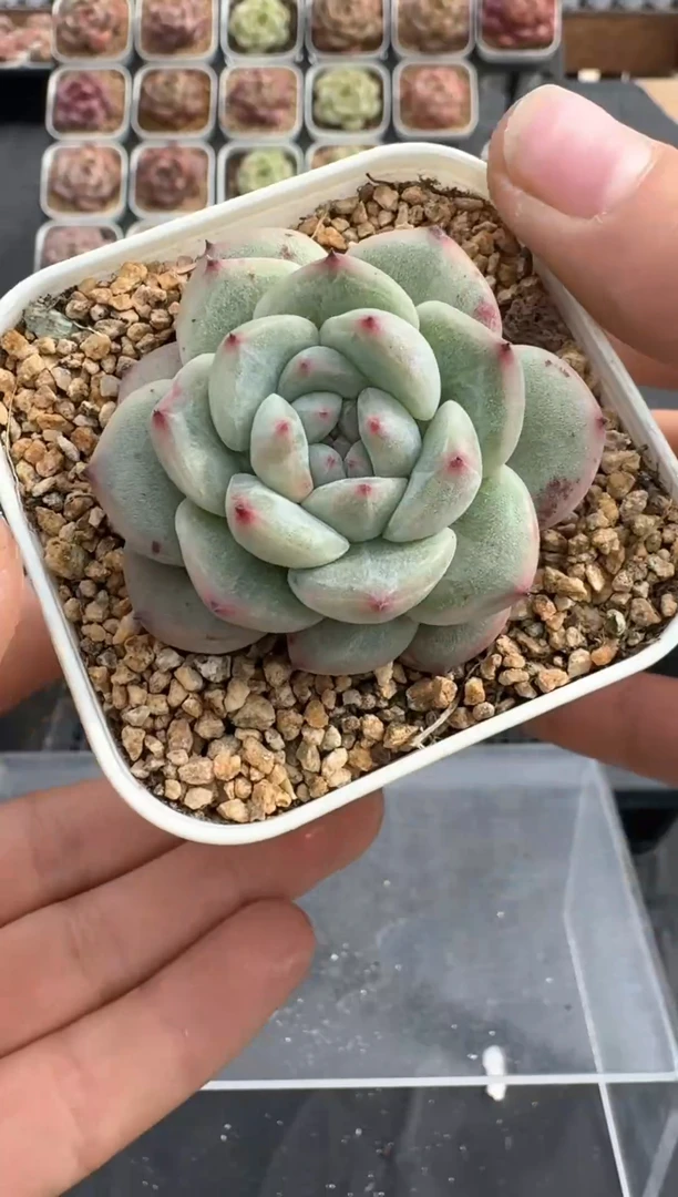 【闪购商品】3单包邮珍妮多肉一物一拍393