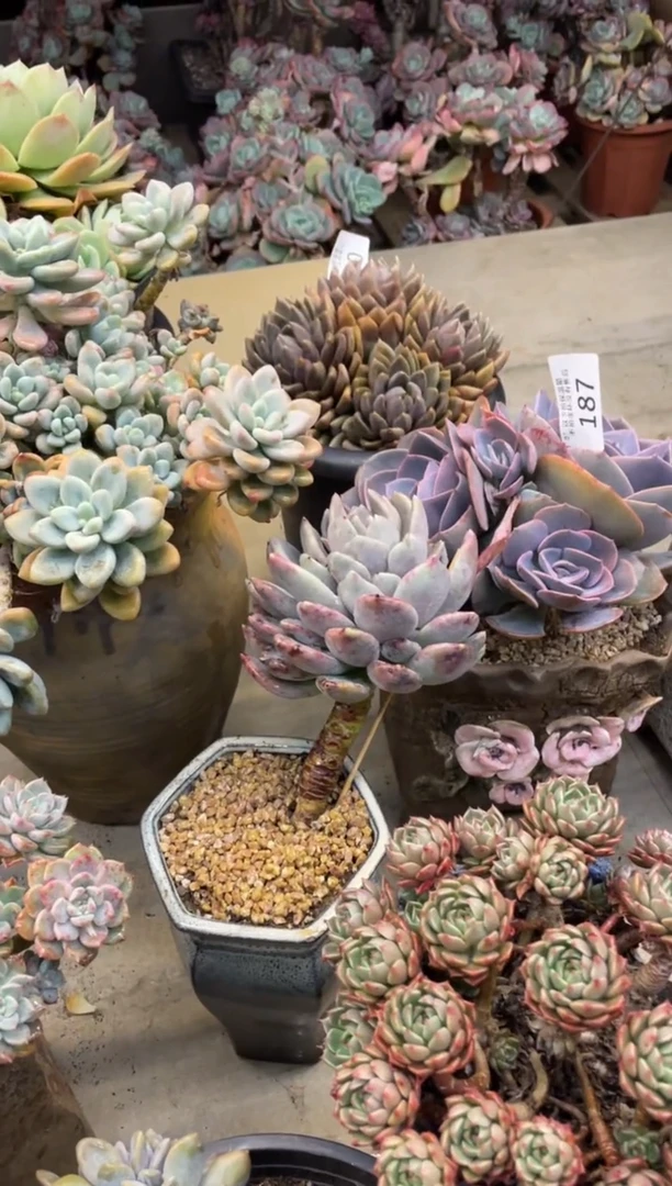 【闪购商品】1889胖美人