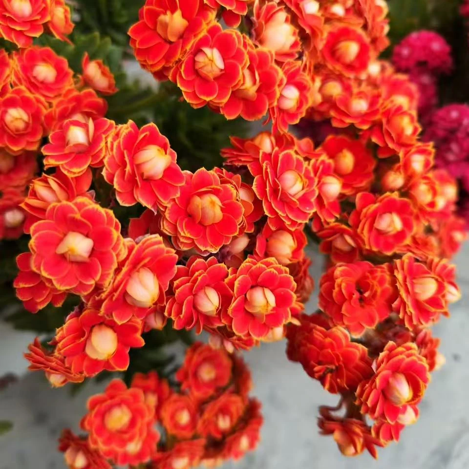 【多色链接】重瓣大花长寿花盆栽花卉室内绿植带花苞发货