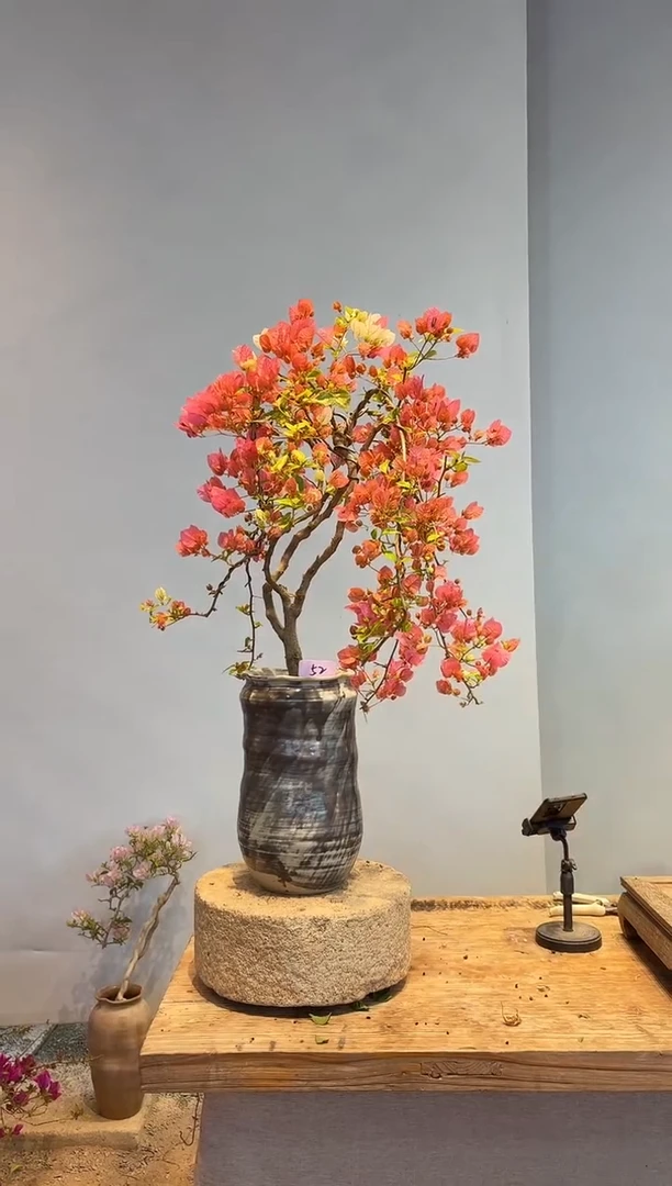 以实际为准三角梅52