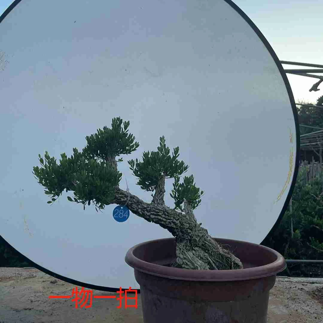 黄杨老桩盆景树苗雀舌皱皮造型小叶盆栽绿植室内客厅好养树桩植物