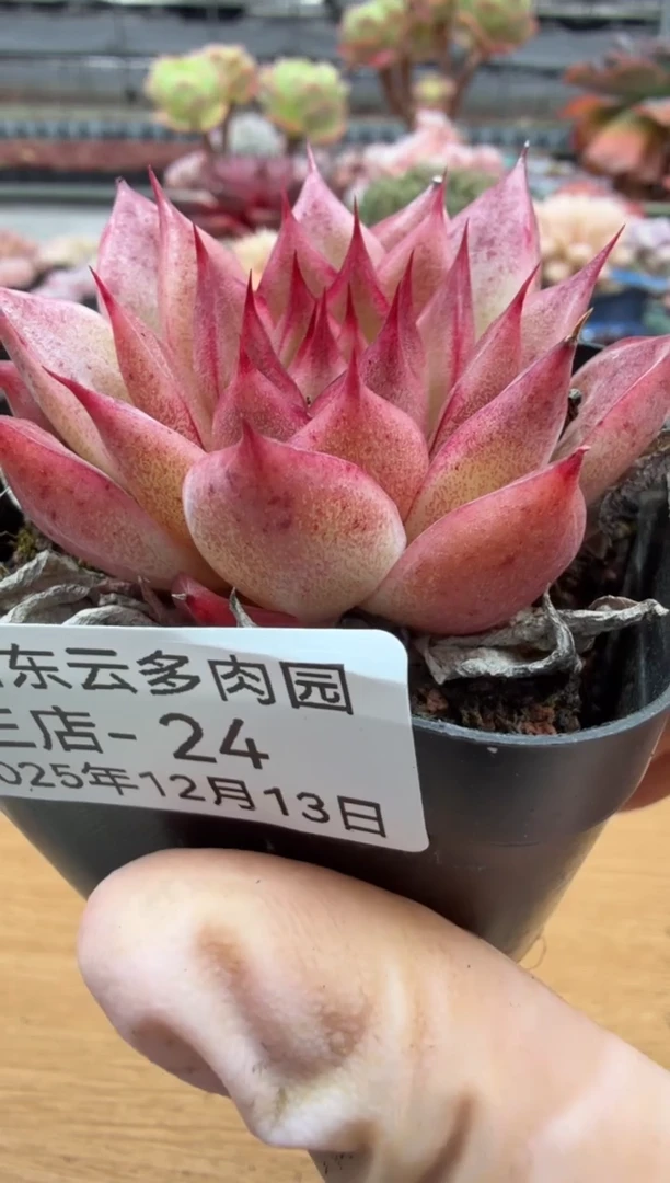 东云多肉园三店-24