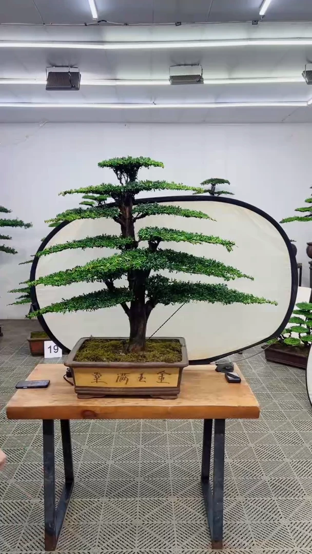 无花朵造型盆景一物一拍