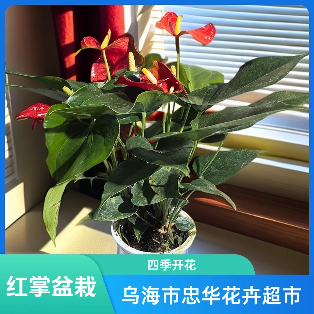【 红掌 】 鸿运当头 室内吸甲醛四季开花好养绿植花卉盆栽。【花高约45cm、冠幅约15cm】