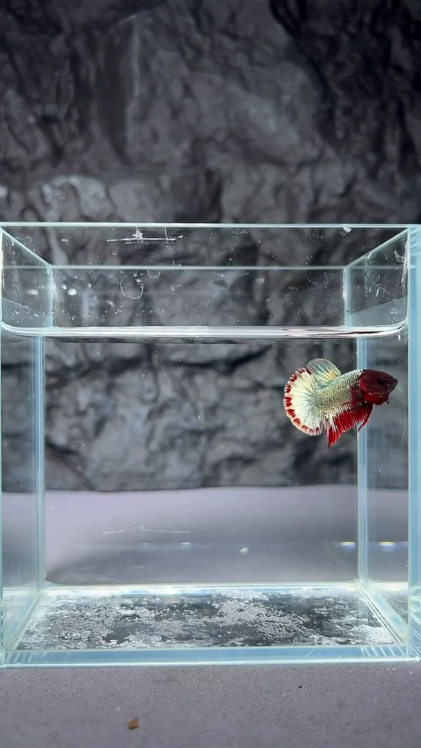 斗鱼竞拍链接A008