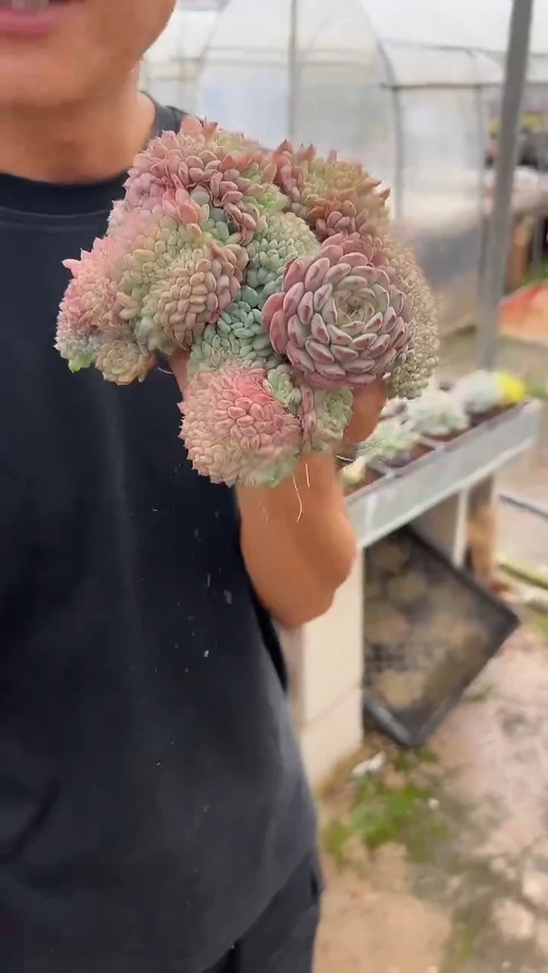 白胖子缀化