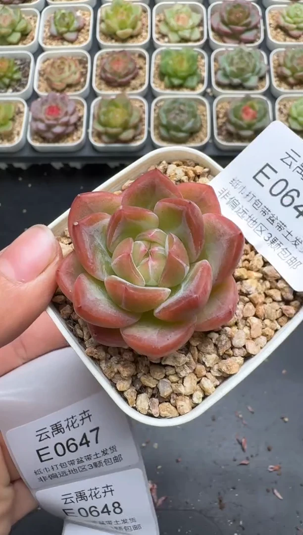 646E云禹多肉植物 带盆土纸巾打包 3颗包邮