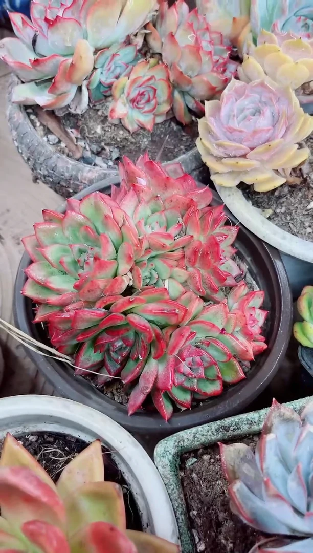 秋**河07025多肉植物一物一拍