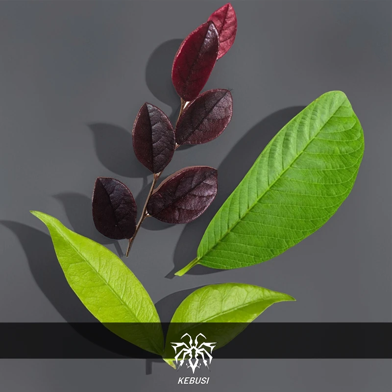 竹节虫食材叶子虫食物大叶榕红花继木茉莉叶芭乐叶番石榴叶无农药